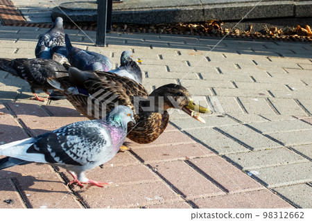 Ducks on the sidewalk in an autumn park Ducks on the sidewalk in an autumn park 98312662