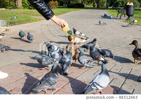 A girl feeds pigeons from her hands 98312663