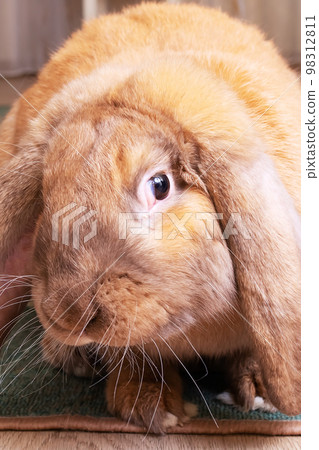 Cute red house rabbit in the room 98312811