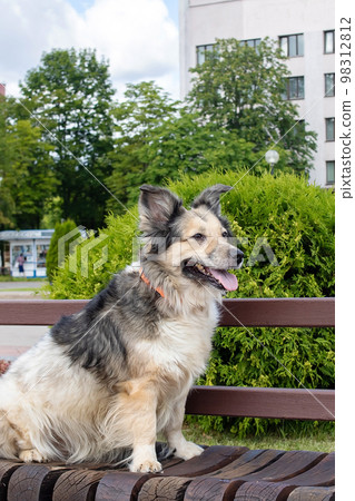 A dog sits on a park bench 98312812