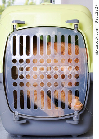 Red cat in a plastic carrier closeup 98312827