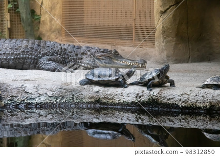 Red eared turtles on gray stone closeup Red eared turtles on gray stone closeup 98312850
