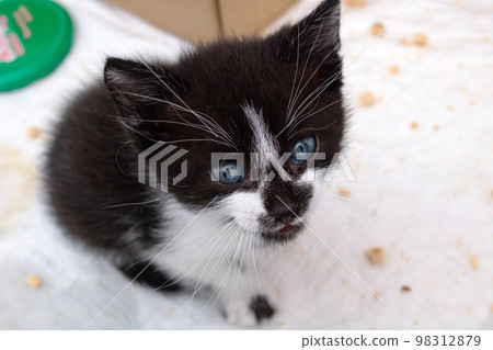 Small Funny black kitten meows, portrait closeup Small Funny black kitten meows, portrait closeup 98312879