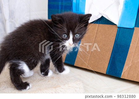Little fluffy kitten playing with a box 98312880