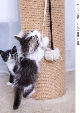 A little kitten plays with a scratching post A little kitten plays with a scratching post 98312881
