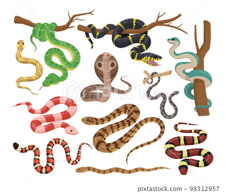 Cartoon snakes, wildlife reptiles, exotic poisoned animals. Tropical forest or zoo serpents, python, black mamba and cobra flat vector illustration collection. Cold-blooded animals set Cartoon snakes, wildlife reptiles, exotic poisoned animals. Tropical forest or zoo serpents, python, black mamba and cobra flat vector illustration collection. Cold-blooded animals set 98312957