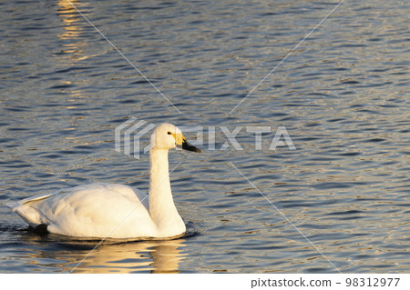 Tundra swan watching the sunset on the water surface 98312977