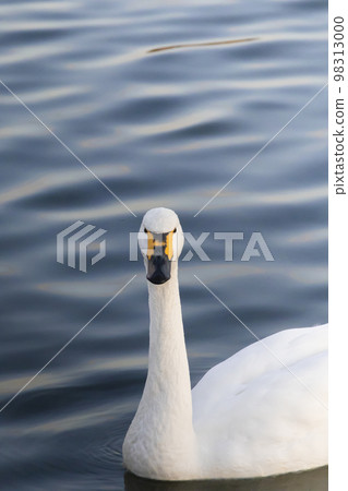 Tundra swan staring at you from the surface of the water Tundra swan staring at you from the surface of the water 98313000