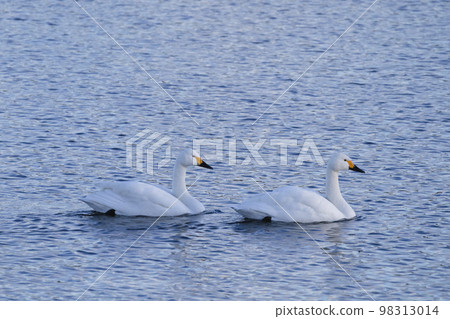 Two tundra swans moving slowly on the surface of the water Two tundra swans moving slowly on the surface of the water 98313014