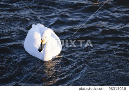 Tundra swan staring at the surface of the water illuminated by the setting sun 98313016
