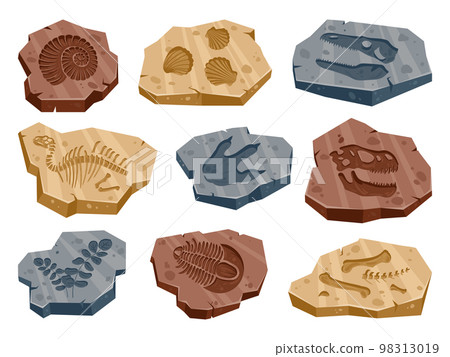 Cartoon archeology fossil, jurassic dino, ancient flora and fauna fossils. Paleontology reptile footprints, seashell, plants and bones flat vector illustration set. Archeology excavation artifacts Cartoon archeology fossil, jurassic dino, ancient flora and fauna fossils. Paleontology reptile footprints, seashell, plants and bones flat vector illustration set. Archeology excavation artifacts 98313019
