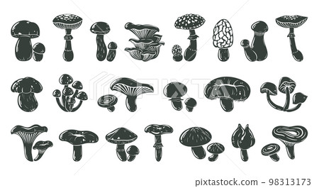Mushrooms cartoon silhouette, autumn forest plants. Champignon, shiitake, chanterelle and king oyster outlines flat vector illustration set. Black mushrooms collection Mushrooms cartoon silhouette, autumn forest plants. Champignon, shiitake, chanterelle and king oyster outlines flat vector illustration set. Black mushrooms collection 98313173