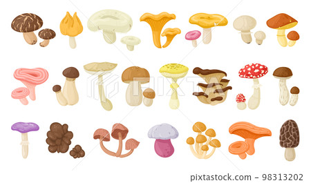 Cartoon edible and poisonous mushrooms, autumn forest plants. Seasonal mushroom food, chanterelle, champignon and fly agaric flat vector illustration set. Natural organic mushrooms 98313202