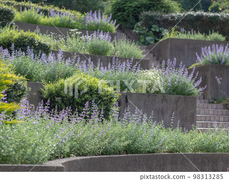 Catmint flowers blooming in herb garden Catmint flowers blooming in herb garden 98313285