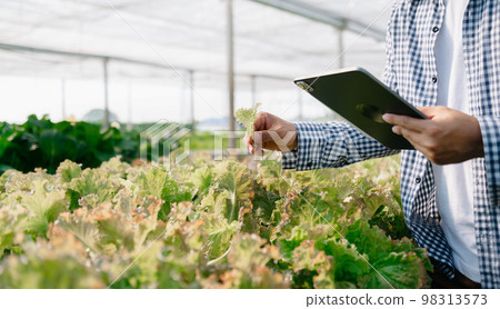 Close up of a woman hands gardening lettuce in farm . Close up of a woman hands gardening lettuce in farm . 98313573