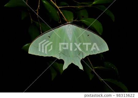 Affiliation 98313622