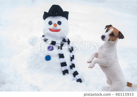 Jack Russell Terrier dog making a snowman. Winter fun. 98313933