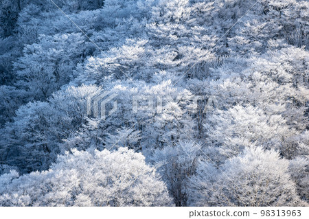 Winter scenery Frozen forest Winter scenery Frozen forest 98313963