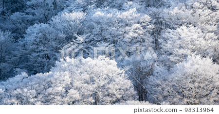 Superb view of winter, forest of frost-covered trees 98313964