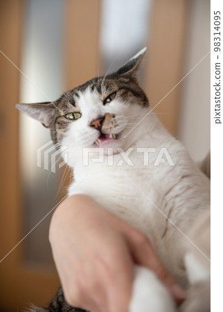 Kijitora 貓抱著一隻貓 Kijitora 貓抱著一隻貓 98314095