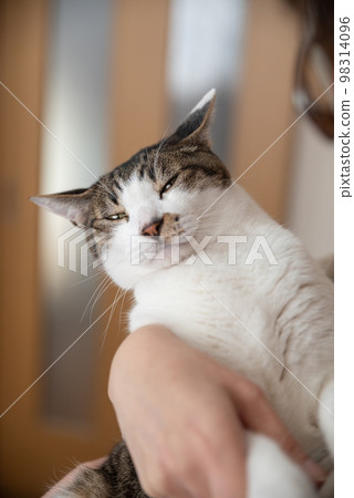 Kijitora 貓抱著一隻貓 98314096