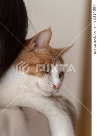 拿著貓的人棕色老虎白色 98314097