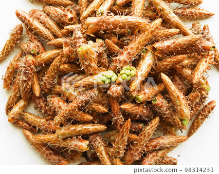 Pine cones on white Pine cones on white 98314231