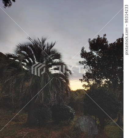 coconut palm at dawn coconut palm at dawn 98314233