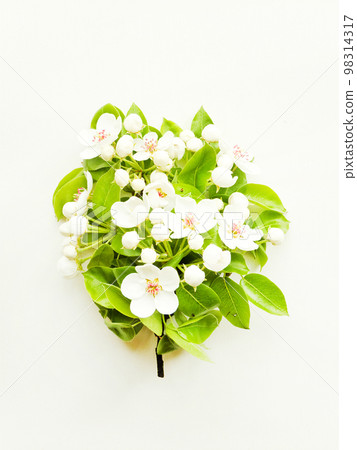 Pear blossom on white Pear blossom on white 98314317