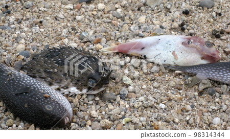 一場大風暴過後,河豚和刺魚被沖上海灘 一場大風暴過後,河豚和刺魚被沖上海灘 98314344