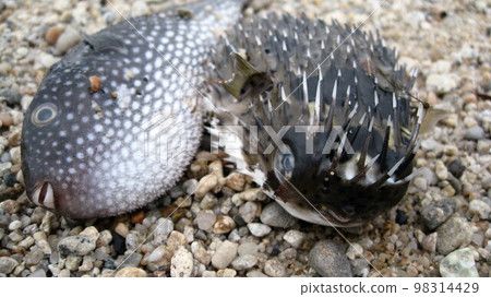 Hoshifugu and porcupinefish washed up on the beach after a big storm 98314429