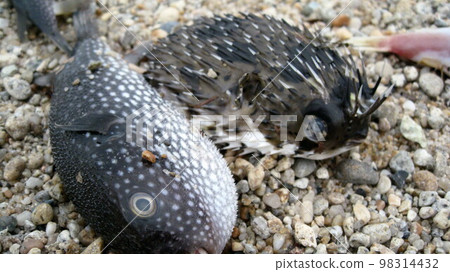 一場大風暴過後,河豚和刺魚被沖上海灘 一場大風暴過後,河豚和刺魚被沖上海灘 98314432