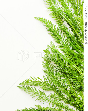Yarrow on white 98315322