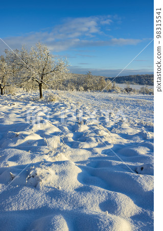 Landscape near Hnanice, NP Podyji, Southern Moravia, Czech Republic 98315541
