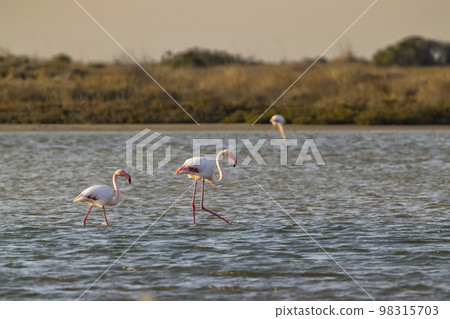 Flamingo in Parc Naturel regional de Camargue, Provence, France 98315703