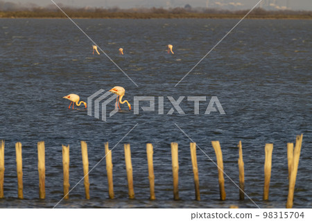 Flamingo in Parc Naturel regional de Camargue, Provence, France 98315704