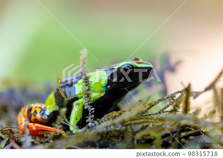 Baron's Mantella, Mantella Baroni, Endemic frog, Madagascar 98315718