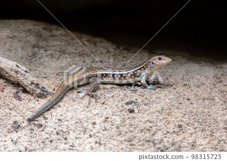 Karsten's Girdled Lizard, Zonosaurus Karsteni, Tsingy De Bemaraha, Madagascar 98315725