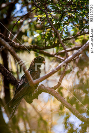 Lesser vasa parrot or black parrot, Coracopsis nigra, Zombitse-Vohibasia National Park, Madagascar 98315726