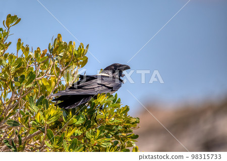 Pied crow (Corvus albus), Isalo National Park, Madagascar Pied crow (Corvus albus), Isalo National Park, Madagascar 98315733