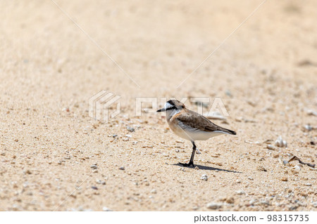 White-fronted plover, Charadrius marginatus, Nosy Ve, Madagascar 98315735