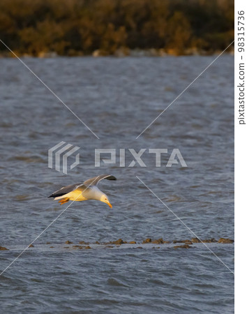 Flamingo in Parc Naturel regional de Camargue, Provence, France 98315736
