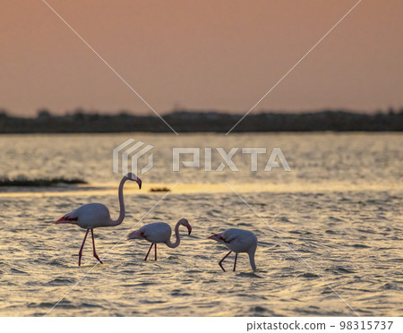 Flamingo in Parc Naturel regional de Camargue, Provence, France 98315737