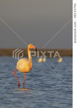 Flamingo in Parc Naturel regional de Camargue, Provence, France Flamingo in Parc Naturel regional de Camargue, Provence, France 98315740