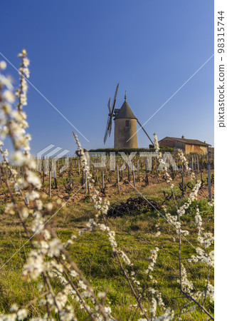 Spring vineyards with Chenas windmill in Beaujolais, Burgundy, France 98315744