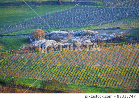 Spring vineyards near Beaune, Burgundy, France Spring vineyards near Beaune, Burgundy, France 98315747