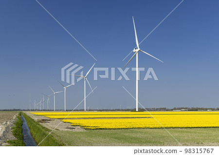 wind turbines with yellow tulip field in Northern Holland, Netherlands wind turbines with yellow tulip field in Northern Holland, Netherlands 98315767