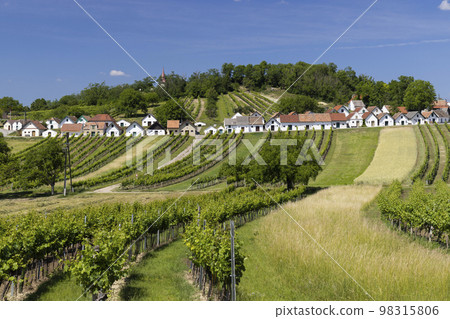 Traditional wine cellars with vineyard in Galgenberg near Wildendurnbach, Lower Austria, Austria 98315806