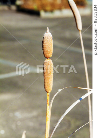 Ear of the Gama Ear of the Gama 98315834