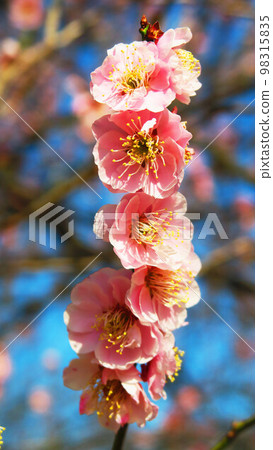 Landscape of spring plum blossoms and blue sky Landscape of spring plum blossoms and blue sky 98315835